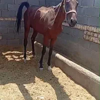 خریداسب پالونی وفروش|اسب و تجهیزات اسب‌سواری|اصفهان, جنیران (لادان)|دیوار