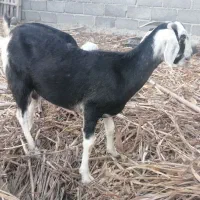 بز بزغاله