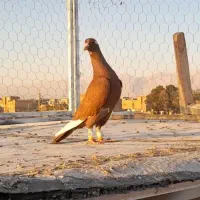 کبوتر قره|پرنده|مرودشت, شهرک مهدیه|دیوار