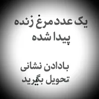 مرغ پیدا شده در جوی آباد