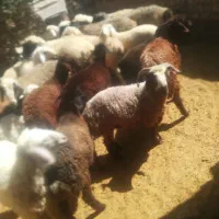 بره|حیوانات مزرعه|مرودشت, ثبت احوال|دیوار