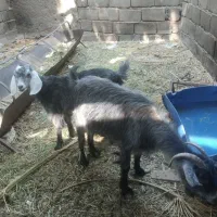 بزکره