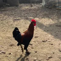 حیوانات مزرعه|حیوانات مزرعه|رشت, تازه آباد|دیوار