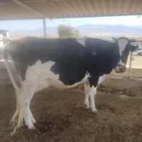 گاو|حیوانات مزرعه|جزمان, |دیوار