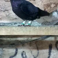 دوعدد ماده کلاغ دم سفید پاچه سفید ۱۵ دم بدون غلط|پرنده|سبزوار, پاسداران|دیوار