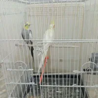 یک جفت عروس هلندی کار داده شده|پرنده|تربت‌حیدریه, بهشت عسکری|دیوار