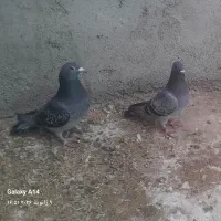 پلاکی