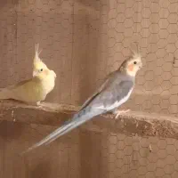 عروس هلندی|پرنده|کهریزک, |دیوار