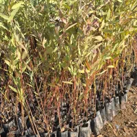 نهال آکالیپتوس (بید)|گل و گیاه طبیعی|اندیکا, |دیوار