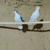 رنگه چپ|پرنده|تربتحیدریه, حاجی یار|دیوار