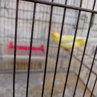 فروش قناری|پرنده|بهبهان, |دیوار