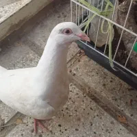 کبوتر سفید