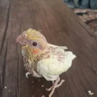 جوجه سرلاکی عروس هلندی|پرنده|صدرا-فارس, فاز ۱|دیوار