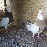 کبوتر طوقی|پرنده|مبارکه, |دیوار