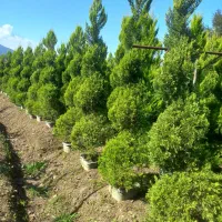 فروش انواع گل و گیاه به صورت عمده