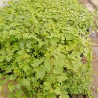 فروش نهال انگور ،یاس،گل محمدی و..|خدمات باغبانی و درختکاری|تربت‌حیدریه, چهارراه خواف|دیوار