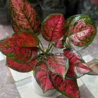 گلکده ی ارکیده...