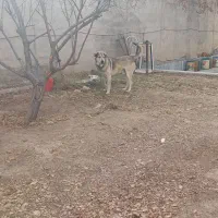 سگ عراقی|سگ|باسمنج, |دیوار