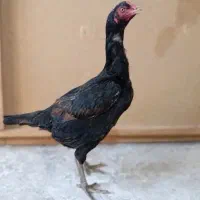 جفت لاری معاوضه با سگ توافقی