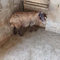 گوسفند