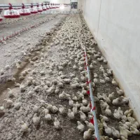 کارگرمرغداری گوشتی