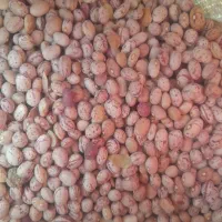 فروش یا معاوضه لوبیا چیتی باگوشی