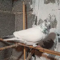 کبوتر|پرنده|رشت, عینک|دیوار