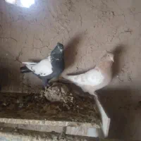 کبوتر سینه و زاغ دم