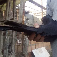 فروش کبوتر تزئینی|پرنده|قائم‌شهر, |دیوار