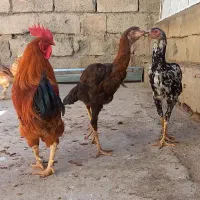 جوجه مرغ و خرس لاری،مرغ و خروس محلی|حیوانات مزرعه|کرمانشاه, |دیوار