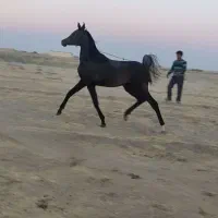 مادیون عرب یکسر خارجی