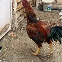 مرغ خورس تخم کن لاری و مرندی|حیوانات مزرعه|قم, آزادگان|دیوار