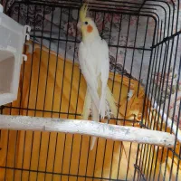 عروس هلندی نر|پرنده|الوند, |دیوار