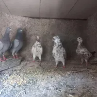 دو جفت کبوتر فروشی