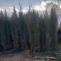 فروش سروناز شیرازی