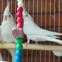 سه تا عروس هلندی آلبینو