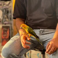 طوطی خورشیدی|پرنده|تهران, آذربایجان|دیوار