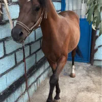 اسب عرب ۲ سر نریان|اسب و تجهیزات اسبسواری|تبریز, |دیوار