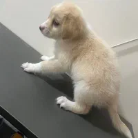 سایز ریز عروسکی|سگ|خرمشهر, |دیوار