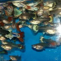 گوپی سنگاپوری شکم پر