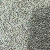 ۲۷ کیلو  شاه دانه بوجاری شده