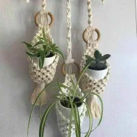 اویزگلدان|گل و گیاه طبیعی|لالی, |دیوار