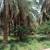 باغ خرما|فروش دفتر صنعتی، کشاورزی، تجاری|بم, |دیوار