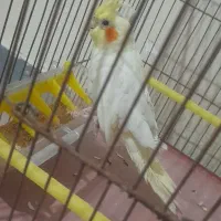 عروس هلندی لوتینو