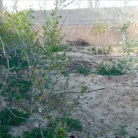 فروش-باغ-در-قلعه-سفید