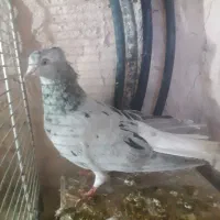 دم سفید|پرنده|سبزوار, اسلام آباد|دیوار