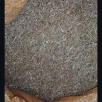 گندوم وجود دیم