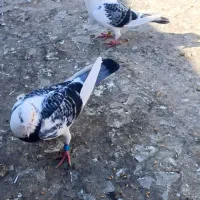 جفت ابلغ نرو ماده|پرنده|مینودشت, |دیوار