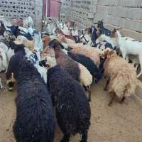 کهره و بره موجود|حیوانات مزرعه|قشم, |دیوار