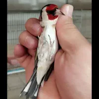 سهره نرو ماده  بخون